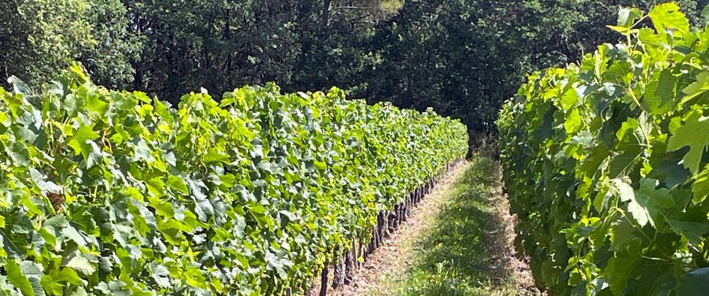 domaine-adh_carroussel 05