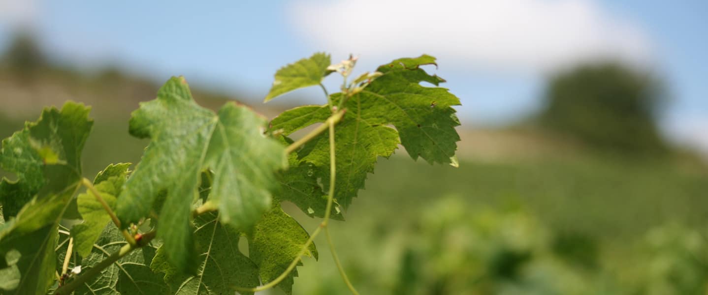 domaine-adh_carroussel 06