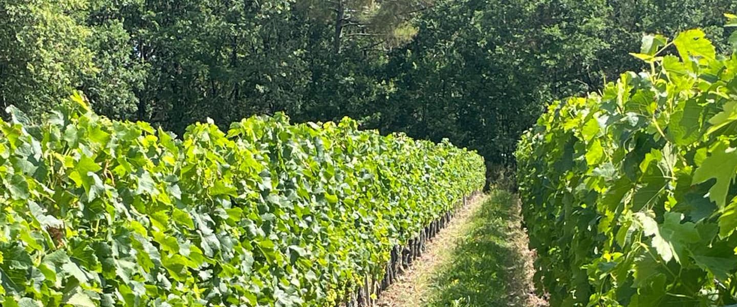 01visite carrousel domaine adh castillon saint emilion