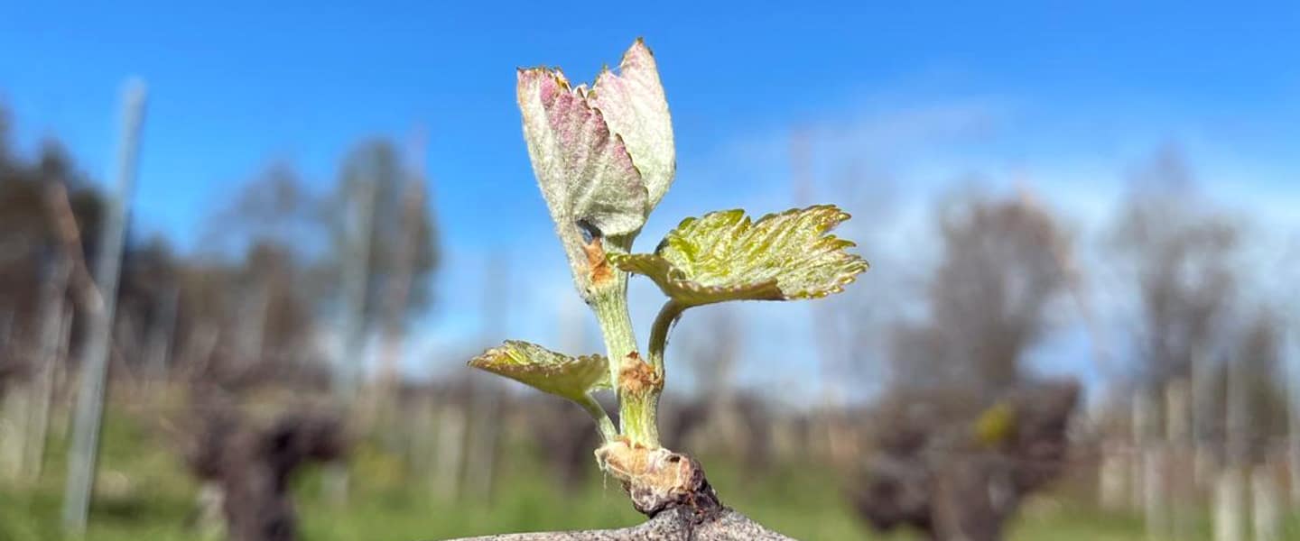03illustration visite domaine adh castillon saint emilion
