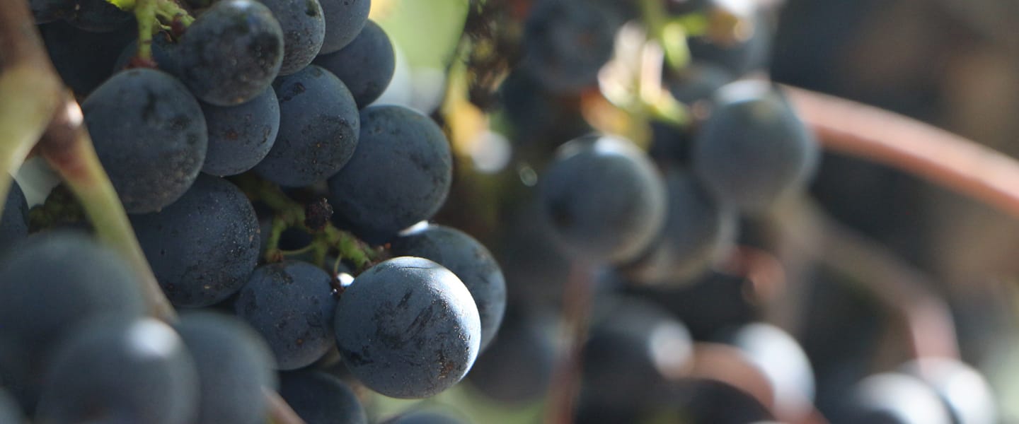 04illustration visite domaine adh castillon saint emilion