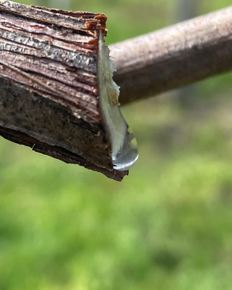 domaine-adh_castillon_vigne_biodiversite